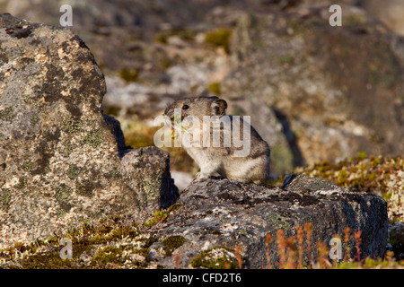 Collared Pika (Ochotona Collaris), mit gesammelten Vegetation, Hatcher Pass, Alaska, Vereinigte Staaten von Amerika Stockfoto