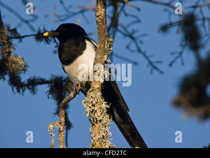 Gelb-billed Magpie, thront Pica Nuttalli im Baum. Endemisch in Kalifornien, USA Stockfoto