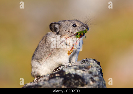 Collared Pika (Ochotona Collaris), mit gesammelten Vegetation, Hatcher Pass, Alaska, Vereinigte Staaten von Amerika Stockfoto