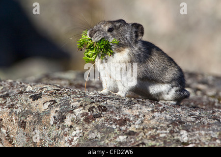 Collared Pika (Ochotona Collaris), mit gesammelten Vegetation, Hatcher Pass, Alaska, Vereinigte Staaten von Amerika Stockfoto