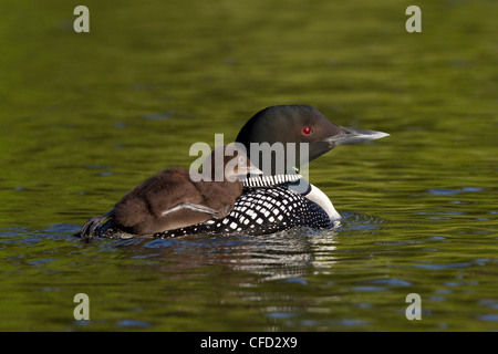 Gemeinsamen Loon (Gavia Immer), Erwachsene mit Küken auf Rücken, Lac Le Jeune, British Columbia, Kanada Stockfoto