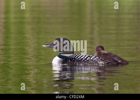 Gemeinsamen Loon (Gavia Immer), Erwachsene mit Küken auf Rücken, Lac Le Jeune, British Columbia, Kanada Stockfoto