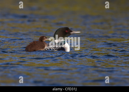 Gemeinsamen Loon (Gavia Immer), Erwachsene mit Küken auf Rücken, Lac Le Jeune, British Columbia, Kanada Stockfoto