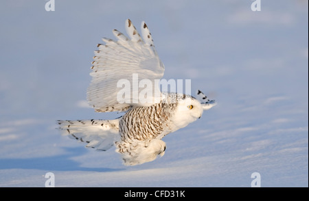 Schneeeule, Ottawa, Kanada Stockfoto