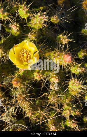 Stachelige Birne Kaktus Blüte auf Moresby Island, die Gulf Islands, British Columbia, Kanada Stockfoto