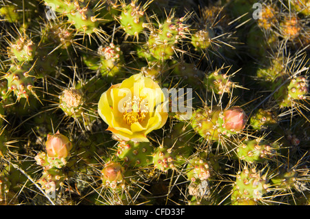 Stachelige Birne Kaktus Blüte auf Moresby Island, die Gulf Islands, British Columbia, Kanada Stockfoto