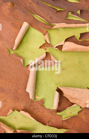 Arbutus Baum, (Arbutus Menziesii) auch bekannt als Pacific Madrone Rinde auf Moresby Island, die Gulf Islands, British Columbia, Kanada Stockfoto