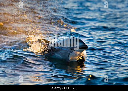 Pacific White Sided Delfine Lagenorhynchus Stockfoto