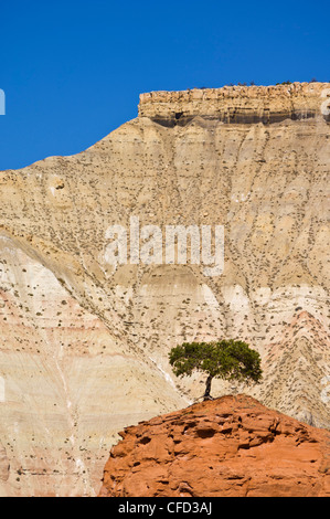 Einsamer Baum, Kodachrome Basin State Park, Grand Staircase-Escalante National Monument, Kane County, Utah, Vereinigte Staaten von Amerika Stockfoto