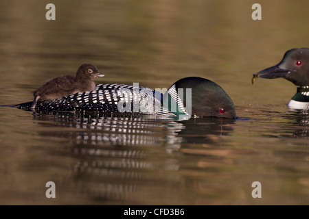 Gemeinsamen Loon (Gavia Immer), paar mit Küken auf einem Elternteil zurück, Lac Le Jeune, Britisch-Kolumbien, Kanada Stockfoto