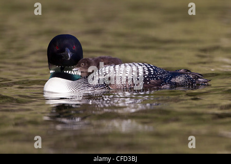 Gemeinsamen Loon (Gavia Immer), Erwachsene mit Küken auf Rücken, Lac Le Jeune, British Columbia, Kanada Stockfoto