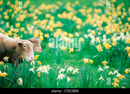 Schaf und Lamm im Bereich der Narzissen, Vancouver Island, British Columbia, Kanada. Stockfoto