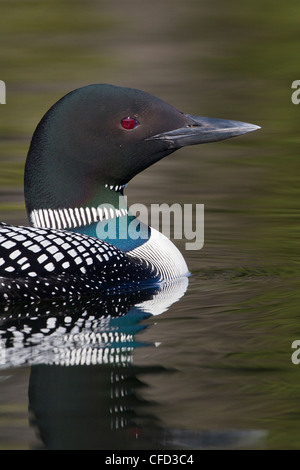 Gemeinsamen Loon (Gavia Immer), in der Zucht Gefieder, Lac Le Jeune, British Columbia, Kanada Stockfoto