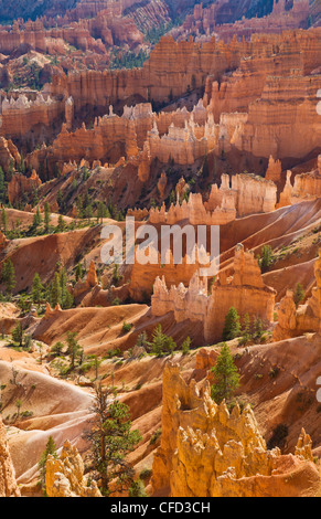 Hinterleuchtete Sandstein Hoodoos im Bryce Amphitheater, Bryce-Canyon-Nationalpark, Utah, Vereinigte Staaten von Amerika, Stockfoto