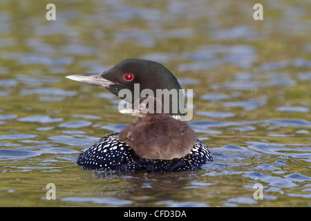 Gemeinsamen Loon (Gavia Immer), Erwachsene mit Küken auf Rücken, Lac Le Jeune, British Columbia, Kanada Stockfoto