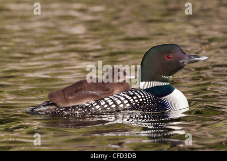 Gemeinsamen Loon (Gavia Immer), Erwachsene mit Küken auf Rücken, Lac Le Jeune, British Columbia, Kanada Stockfoto