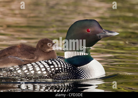 Gemeinsamen Loon (Gavia Immer), Erwachsene mit Küken auf Rücken, Lac Le Jeune, British Columbia, Kanada Stockfoto