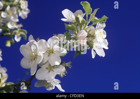 Apfelblüten im Süden Okanagan im Frühjahr bei Keremeos, British Columbia, Kanada. Stockfoto