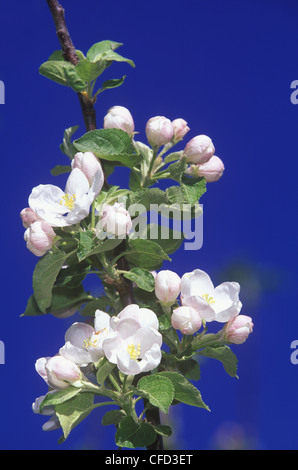 Apfelblüten im Süden Okanagan im Frühjahr bei Keremeos, British Columbia, Kanada. Stockfoto