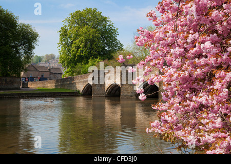 Rosa Kirschblüten auf Baum an der Brücke über den Fluss Wye, Bakewell, Peak District National Park, Derbyshire, England, UK Stockfoto