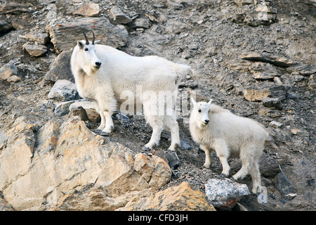 Bergziege (Oreamnos Americanus) Kindermädchen und Kind auf Felsen. Jasper Nationalpark, Alberta, Kanada. Stockfoto