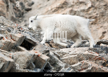 Bergziege (Oreamnos Americanus) Kind auf Felsen. Jasper Nationalpark, Alberta, Kanada. Stockfoto