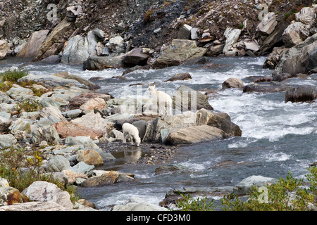 Dall Schaf Ovis Dalli Dalli Ewe Lamm Savage River Stockfoto