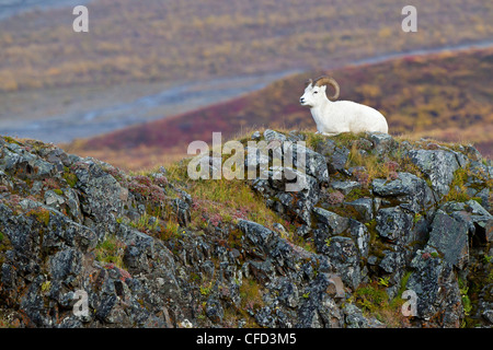 Dall-Schafe (Ovis Dalli Dalli), ram und fallen Farbe, Polychrome Pass, Denali National Park, Alaska, Vereinigte Staaten von Amerika Stockfoto