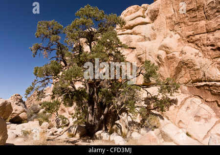 Single-Blatt Pinyon Kiefer, Pinus Monophylla, Joshua Tree Nationalpark, Kalifornien, USA Stockfoto