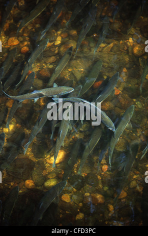 rosa Lachs Migration flussaufwärts Glendale, Knight Inlet Lodge, Britisch-Kolumbien, Kanada. Stockfoto