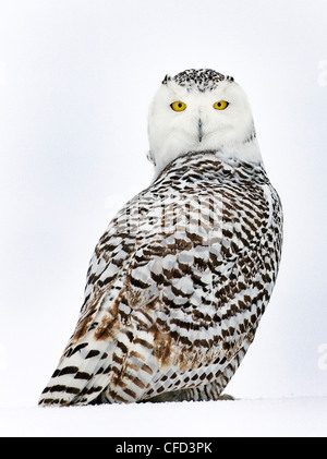 Schneeeule Porträt, Ottawa, Kanada Stockfoto