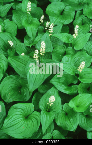 Falsche Lily Of The Valley (Maianthemum Dilatatum), Vancouver Island, British Columbia, Kanada. Stockfoto