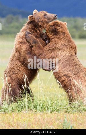 Grizzly Bear/Alaskbrown Bär Ursus arctos Stockfoto