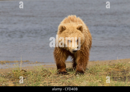 Grizzly Bear/Alaskbrown Bär Ursus arctos Stockfoto