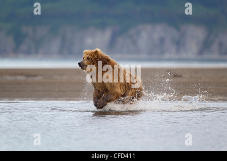 Grizzly Bear/Alaskbrown Bär Ursus arctos Stockfoto