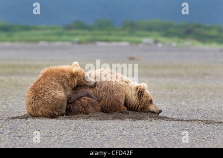 Grizzly Bear/Alaskbrown Bär Ursus arctos Stockfoto