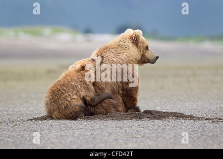 Grizzly Bear/Alaskbrown Bär Ursus arctos Stockfoto