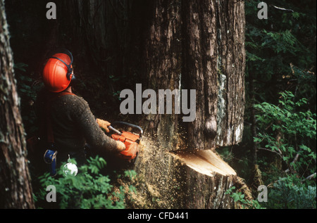 Holzindustrie, reduziert Baum Faller Zeder, Vancouver Island, British Columbia, Kanada. Stockfoto