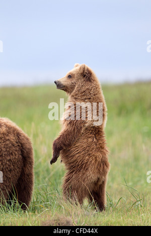 Grizzly Bear/Alaskbrown Bär Ursus arctos Stockfoto