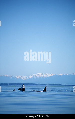 Schwertwale (Orcinus Orca) kleine Pod mit Olympischen Berge, Vancouver Island, British Columbia, Kanada. Stockfoto