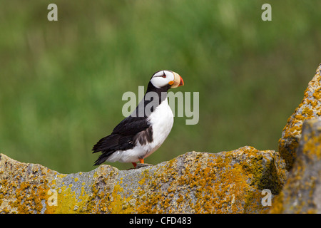 Gehörnten Papageientaucher (Fratercula Corniculata), Hallo Bay, Insel, Ninagiak, Katmai Nationalpark, Alaska, Vereinigte Staaten von Amerika Stockfoto