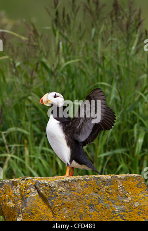 Gehörnten Papageientaucher (Fratercula Corniculata), Hallo Bay, Insel, Ninagiak, Katmai Nationalpark, Alaska, Vereinigte Staaten von Amerika Stockfoto