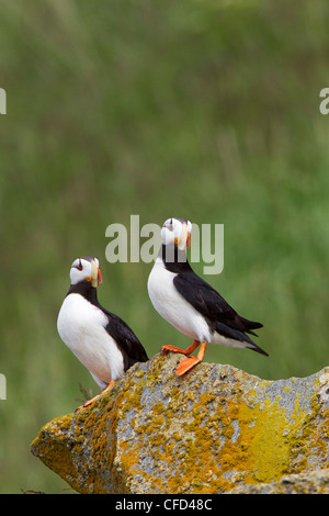Gehörnten Papageientaucher (Fratercula Corniculata), Hallo Bay, Insel, Ninagiak, Katmai Nationalpark, Alaska, Vereinigte Staaten von Amerika Stockfoto