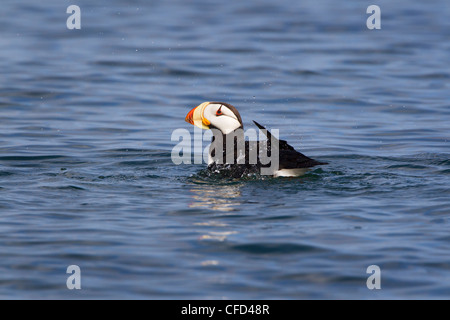 Gehörnten Papageientaucher (Fratercula Corniculata) Hallo Bay, Katmai Nationalpark, Alaska, Vereinigte Staaten von Amerika Stockfoto