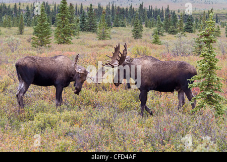 Elche (Alces Alces Gigas), Jungbullen Interaktion, Denali National Park, Alaska, Vereinigte Staaten von Amerika Stockfoto