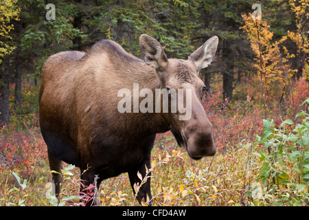 Elch (Alces Alces Gigas), Kuh, nur südlich von Denali Nationalpark, Alaska, Vereinigte Staaten von Amerika Stockfoto