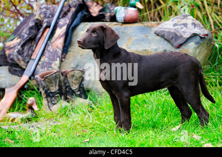 Labrador neben einer Cooey12 messen einzelne Schuss-Schrotflinte, eine Camouflage-Jacke und Stiefel, Duncan, British Columbia, Kanada. Stockfoto