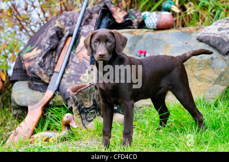 Labrador neben einer Cooey12 messen einzelne Schuss-Schrotflinte, eine Camouflage-Jacke und Stiefel, Duncan, British Columbia, Kanada. Stockfoto