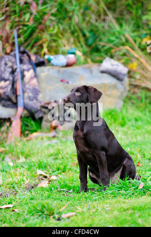 Labrador neben einer Cooey12 messen einzelne Schuss-Schrotflinte, eine Camouflage-Jacke und Stiefel, Duncan, British Columbia, Kanada. Stockfoto