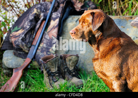 Labrador neben einer Cooey12 messen einzelne Schuss-Schrotflinte, eine Camouflage-Jacke und Stiefel, Duncan, British Columbia, Kanada. Stockfoto